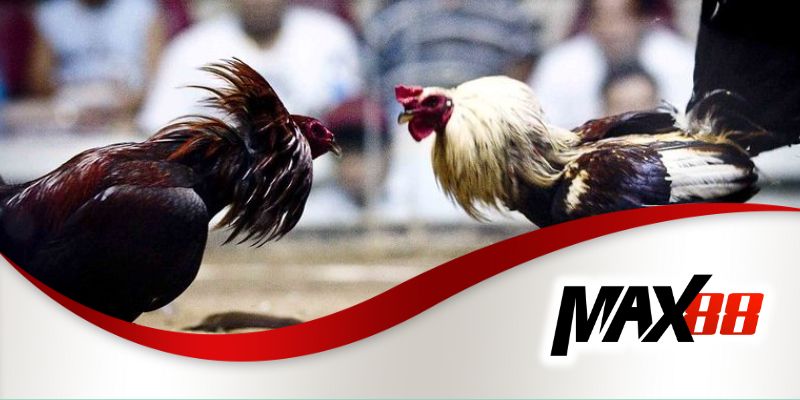 Trực tiếp đá gà C3 được nhiều người yêu thích và lựa chọn