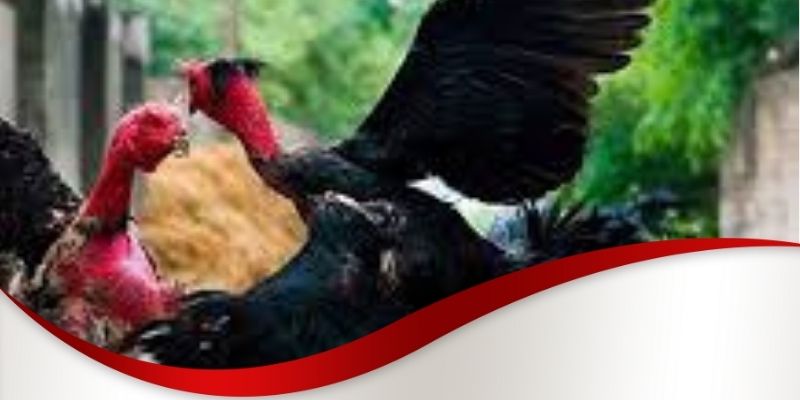 Địa chỉ bán gà đá Cần Thơ