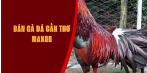 ban-da-ga-can-tho-max88