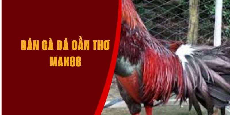 ban-da-ga-can-tho-max88