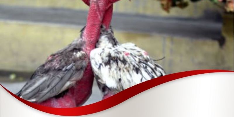 Cách nuôi gà đá chân mạnh Max88