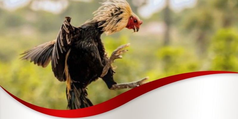 Chế độ dinh dưỡng cách nuôi gà đá chân mạnh Max88