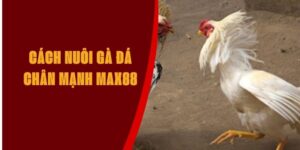 cach-nuoi-da-ga-chan-manh-max88