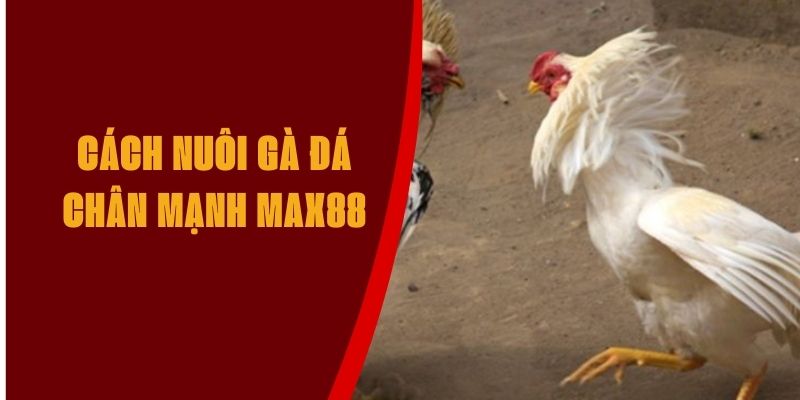 cach-nuoi-da-ga-chan-manh-max88