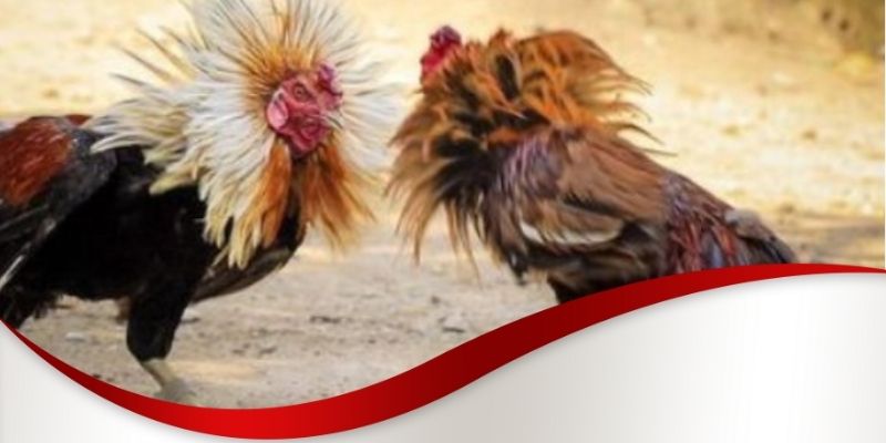 Gà đá đòn độc Max88 là gì 