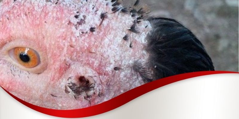 Các loại thuốc chữa bệnh cho gà chọi Max88