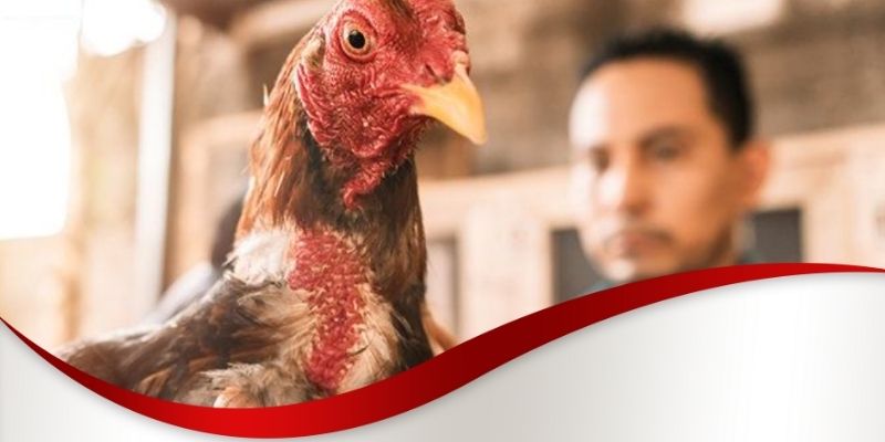 Các loại thuốc chữa bệnh cho gà chọi Max88 mốc da