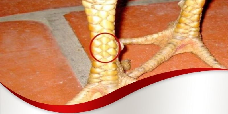 Vảy gà chọi thần kê Max88 giáp đao