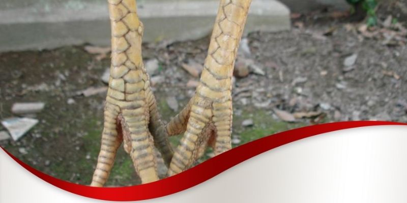 Các loại vảy gà phủ địa Max88