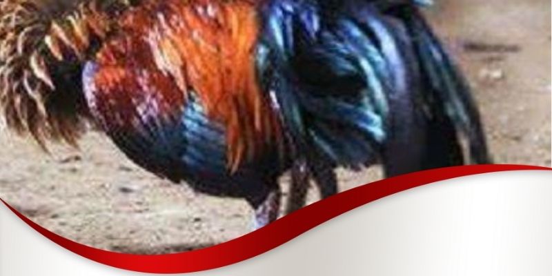 Cách nhận biết vảy gà vấn cán Max88