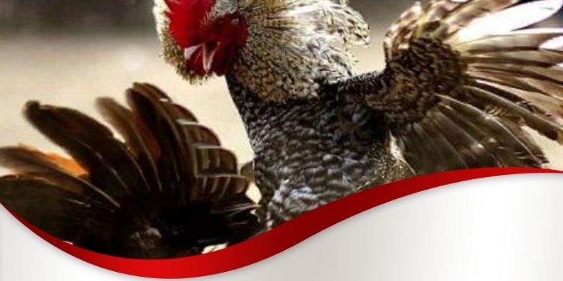Cách lựa chọn gà có vảy vấn cán Max88