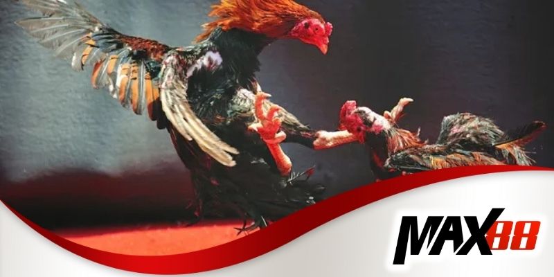 Phân tích giống gà chiến và chiến thuật thi đấu hiệu quả