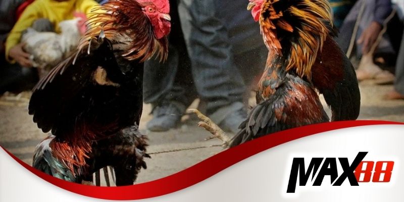 Đá gà Campuchia trực tiếp Max88 mang đến trải nghiệm chân thực