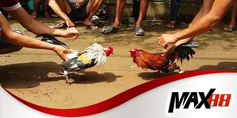 Cách đặt cược đá gà trực tiếp Campuchia tại Max88