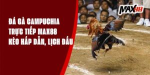 Đá Gà Campuchia Trực Tiếp Max88 - Kèo Hấp Dẫn, Lịch Đấu