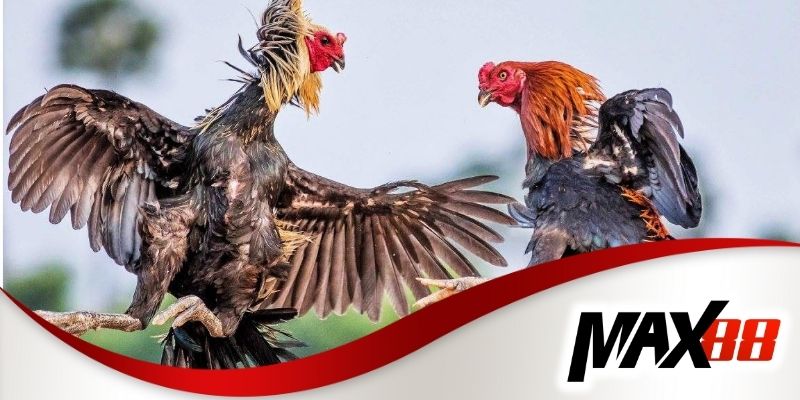 Đá gà Châu Mỹ Max88 với trải nghiệm cá cược hấp dẫn