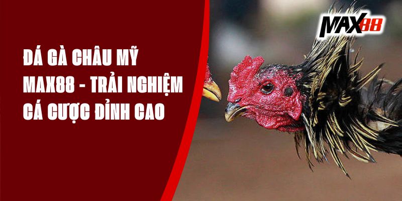 Đá Gà Châu Mỹ Max88 - Trải Nghiệm Cá Cược Đỉnh Cao