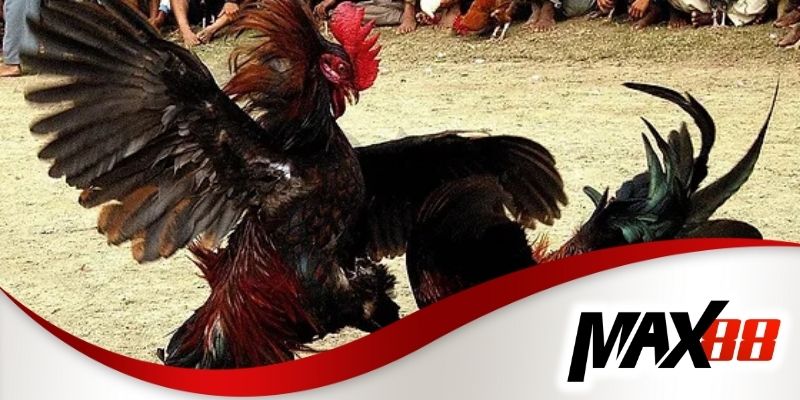 Đá gà cựa dao Philippines Max88 mang đến những trận đấu kịch tính