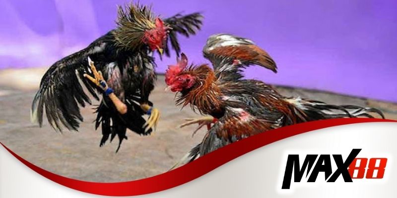 Bí quyết soi kèo đá gà cựa dao để tăng tỷ lệ chiến thắng tại Max88