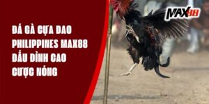 Đá Gà Cựa Dao Philippines Max88 - Đấu Đỉnh Cao, Cược Nóng