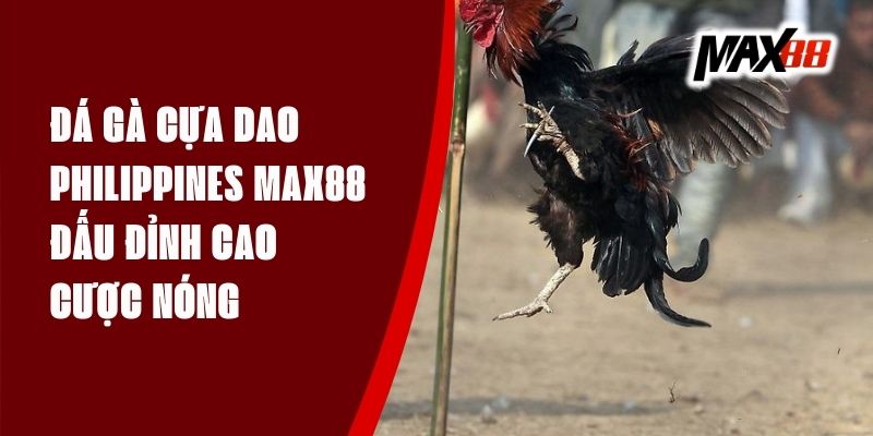 Đá Gà Cựa Dao Philippines Max88 - Đấu Đỉnh Cao, Cược Nóng