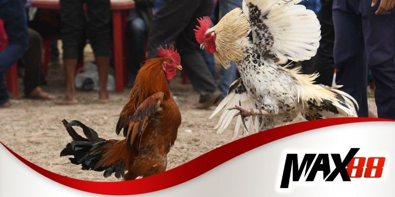 Đá gà tre Max88 với những trận đấu kịch tính nhất