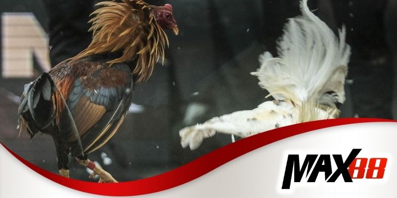 Những bí quyết giúp cược đá gà tre đạt hiệu quả cao