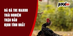 Đá Gà Tre Max88 - Trải Nghiệm Trận Đấu Kịch Tính Nhất