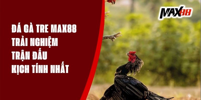 Đá Gà Tre Max88 - Trải Nghiệm Trận Đấu Kịch Tính Nhất