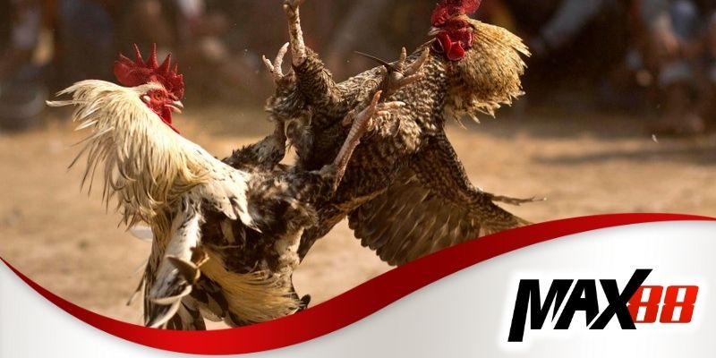 Trực tiếp đá gà Max88 với các trận đấu kịch tính