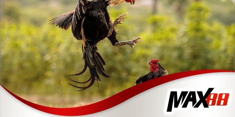 Các hình thức cá cược đá gà phổ biến tại Max88