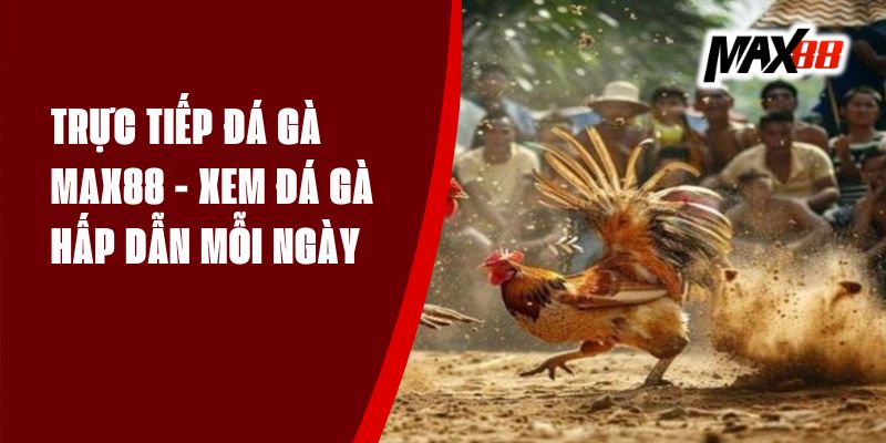 Trực Tiếp Đá Gà Max88 - Xem Đá Gà Hấp Dẫn Mỗi Ngày