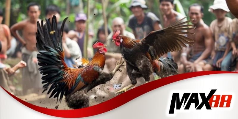 Khám phá tỷ lệ thưởng của kèo đá gà khmer tại Max88