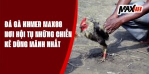 Đá Gà Khmer Max88 - Nơi Hội Tụ Những Chiến Kê Dũng Mãnh Nhất