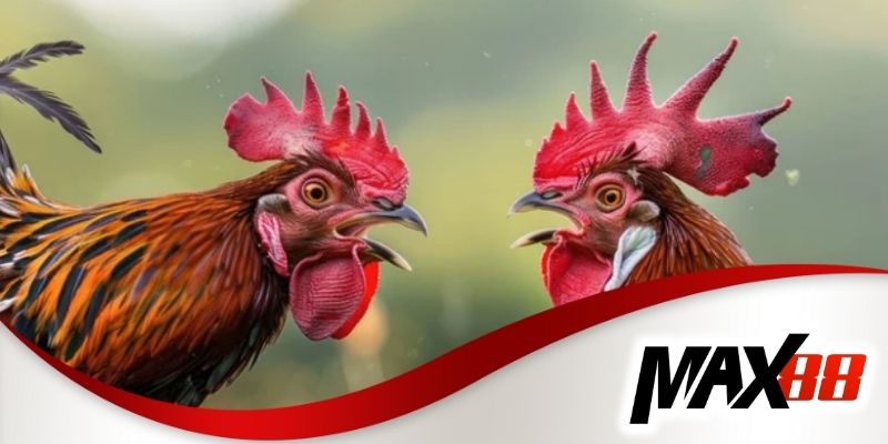 Tỷ lệ thưởng ấn tượng của kèo đá gà mạng ăn tiền tại Max88
