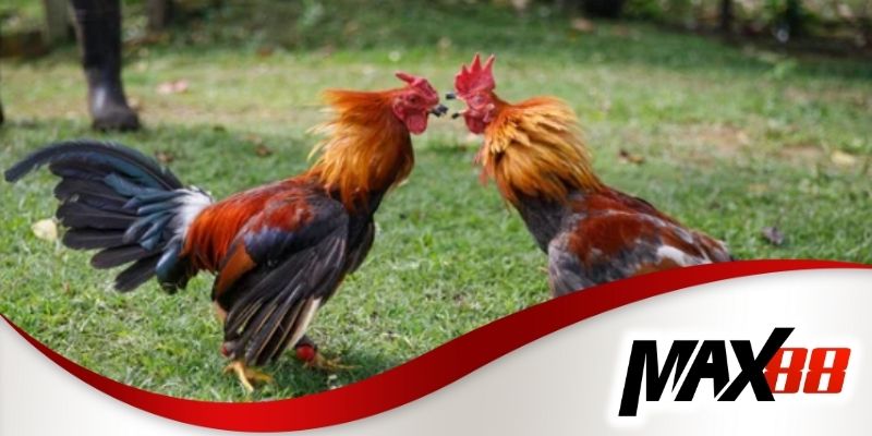 Lý do kèo đá gà tre tại Max88 được nhiều bet thủ yêu thích