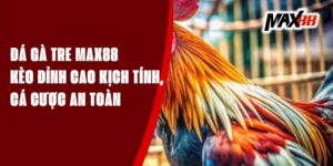 Kèo Đá Gà Tre Max88 - Đỉnh Cao Kịch Tính, Cá Cược An Toàn