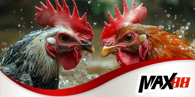 Điểm thú vị của kèo đá gà trực tiếp c1 tại trang chủ Max88