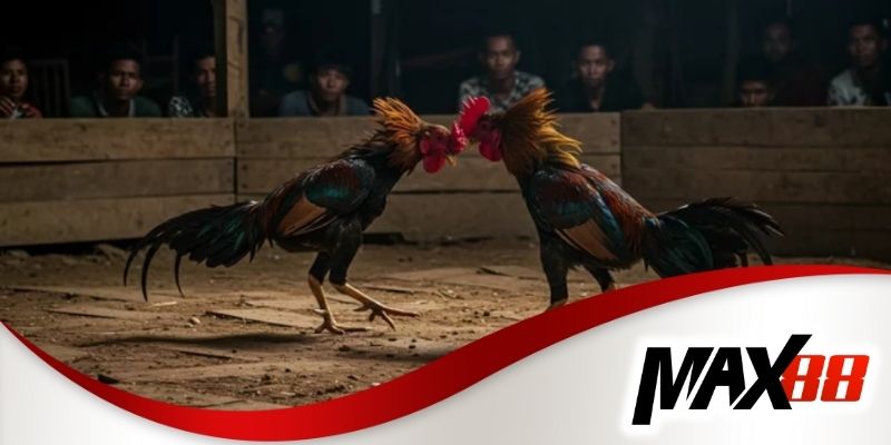 Quan sát sự thay đổi của kèo để đưa ra quyết định hợp lý
