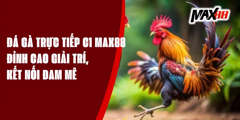 Đá Gà Trực Tiếp C1 Max88 - Đỉnh Cao Giải Trí, Kết Nối Đam Mê