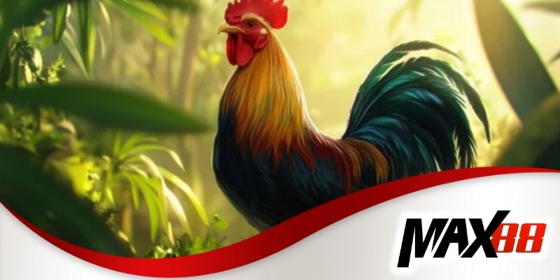 Khám phá sự hấp dẫn của trận đấu gà đỉnh cao tại Max88