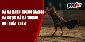 Đá Gà Danh Thomo Max88 – Cá Cược Đá Gà Thomo Hot Nhất 2025!